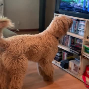 Our dog was confused about the dogs in the movie that were barking