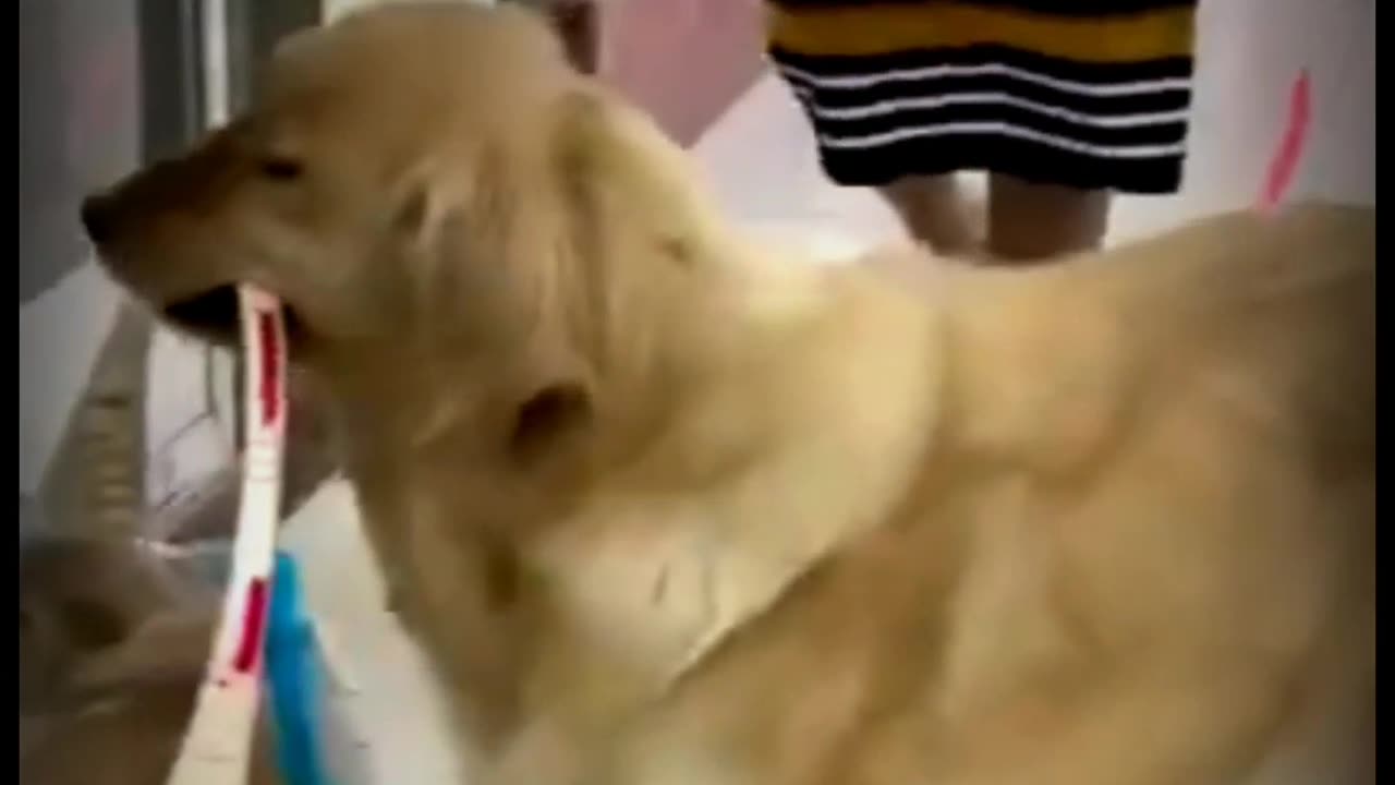 Dog best moments ❤️ and viral video