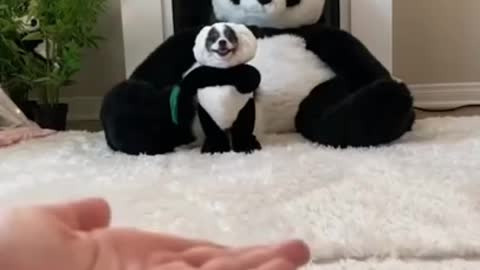 cute funny panda dog...