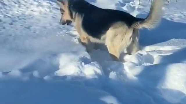 animal #shorts compilation video