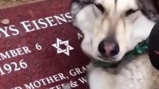 This Pet will make you cry|| Loyal Pet towards his master