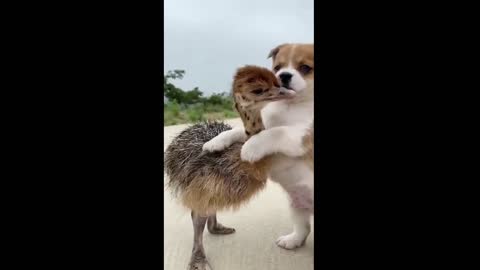 Cute Baby Ostrich