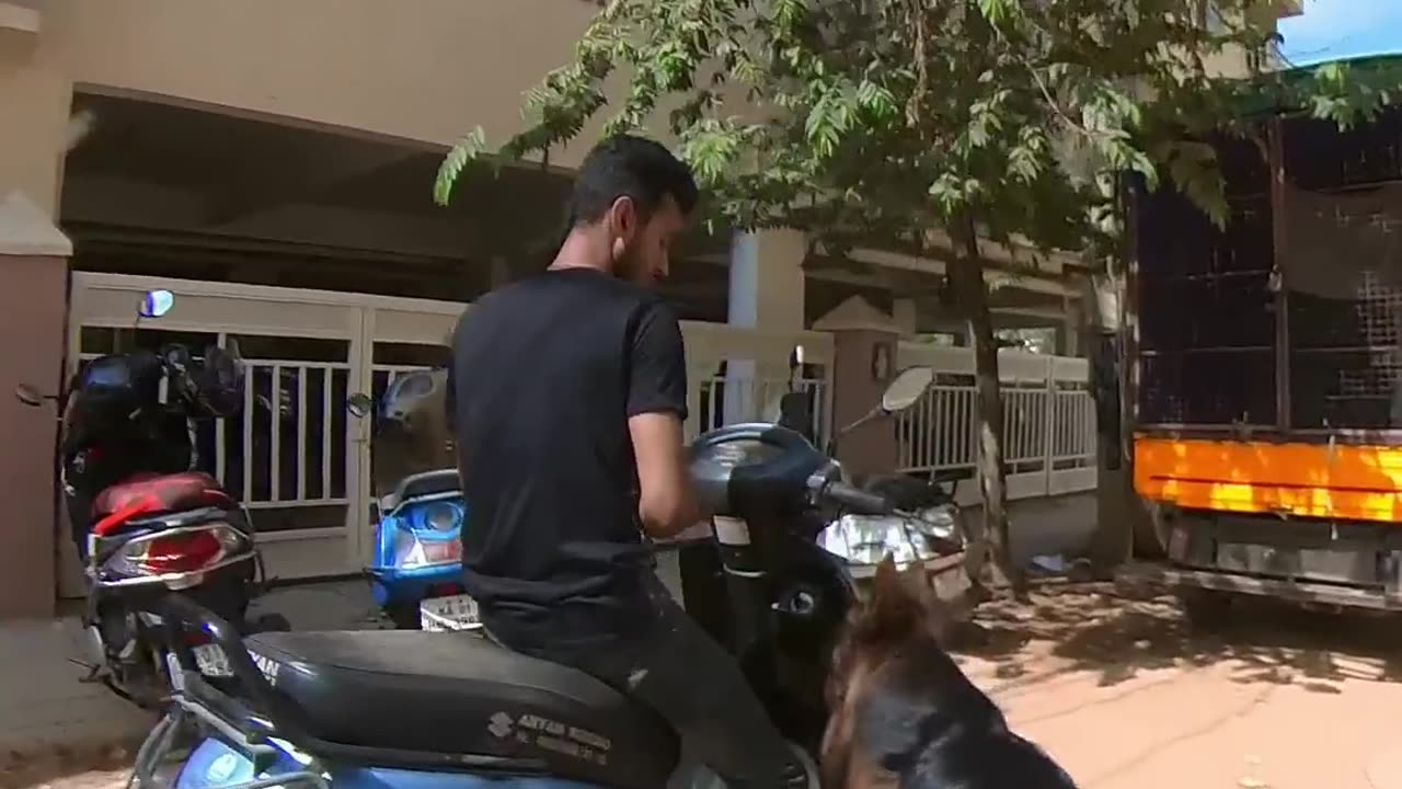 Shaking Hand Turns into .... - German Shepherd Dog