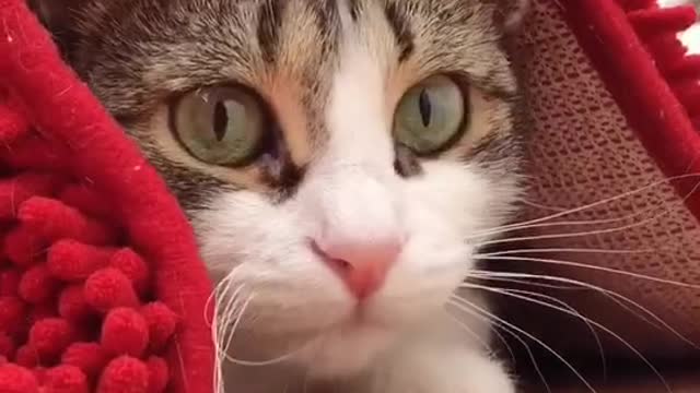 И откуда такие кошки берутся😸