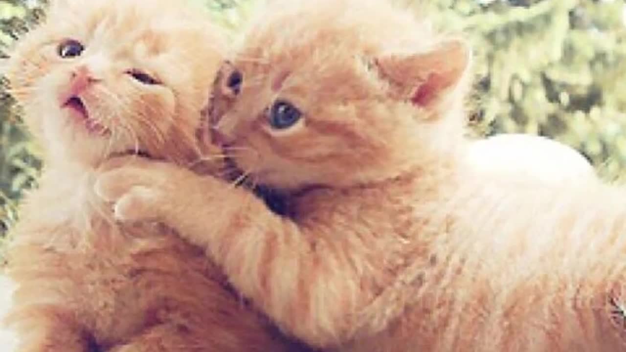 Cute & Funny Cats!