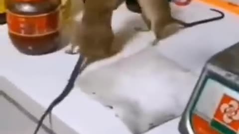 Cute animals