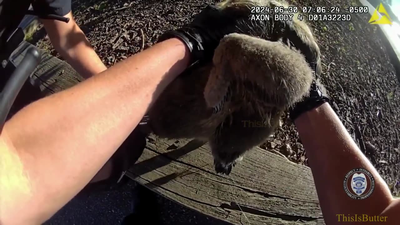 Bodycam Shows Goslings Trapped in Fishing Line Reunited With Family After Being Freed by Cops