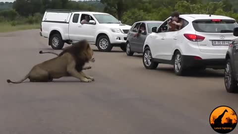 Lion Shows Tourists Why You Must Stay Inside Your Car - Latest Wildlife Sightings
