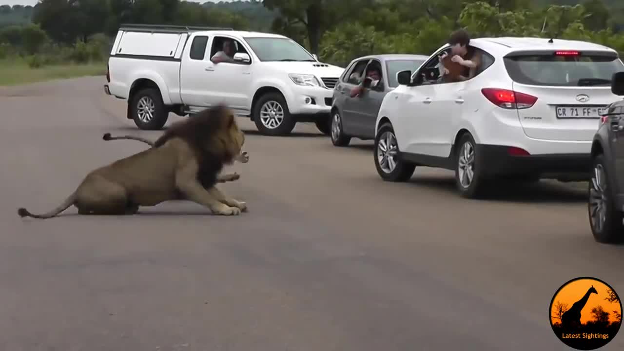 Lion Shows Tourists Why You Must Stay Inside Your Car - Latest Wildlife Sightings