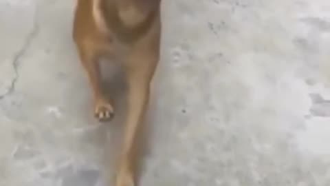 #Dog fight Dog monkey fight #funny #monkeyfight