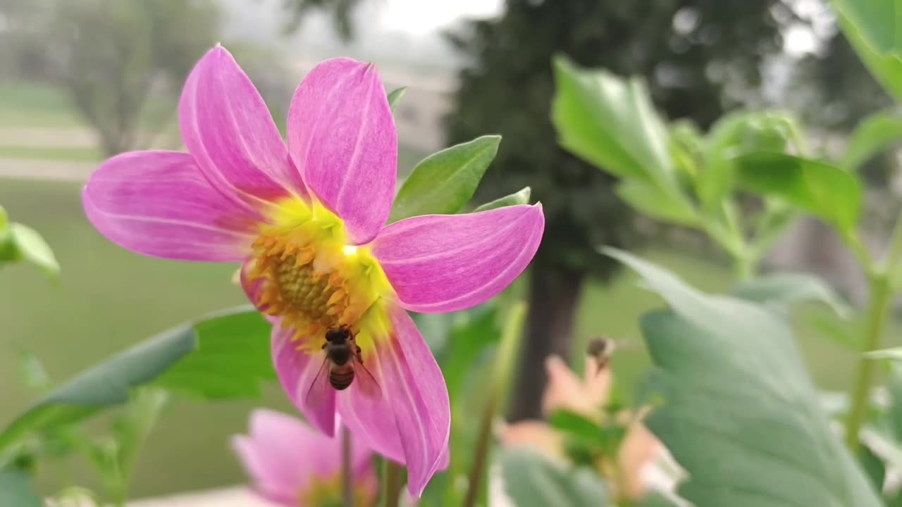 A beautiful bee busy eating flower honey.