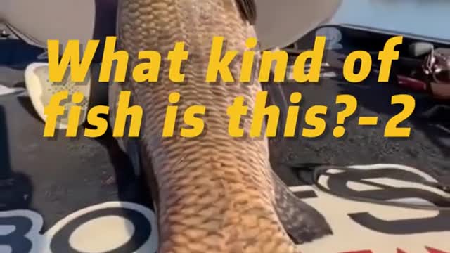 What kind of fish is this