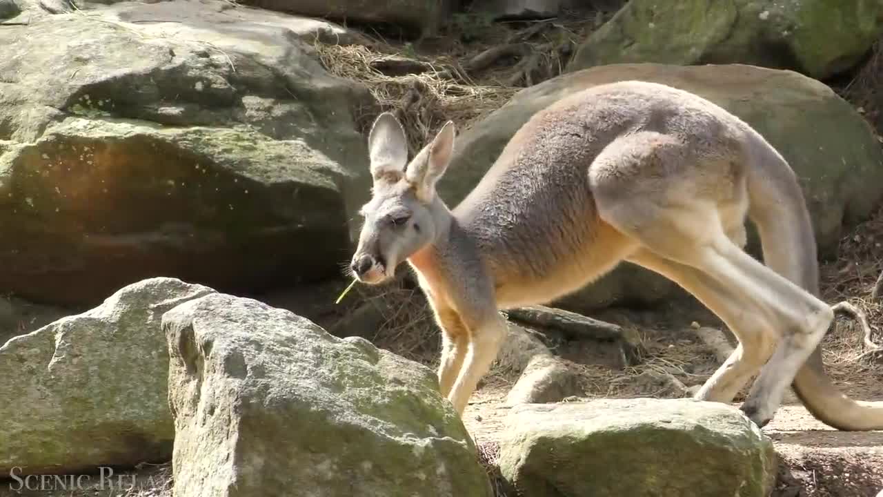 Animals Of The World 4K - Scenic Wildlife Film With Calming Music