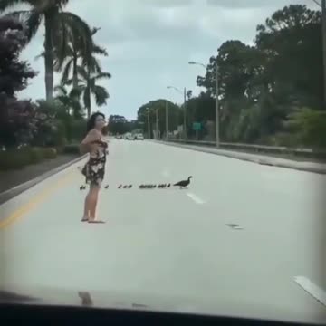 This woman stops the traffic to let this bird and her chicks to cross the street.
