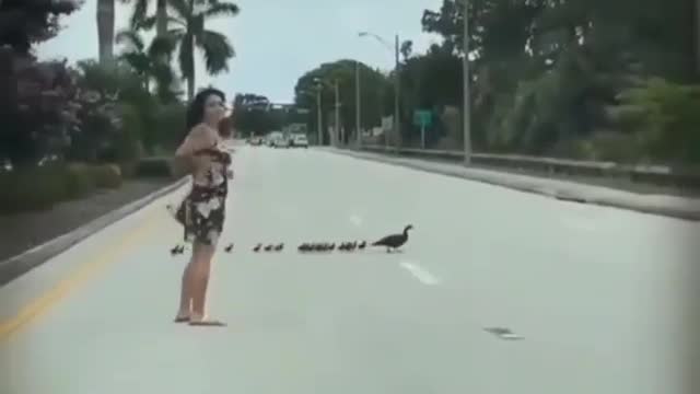 This woman stops the traffic to let this bird and her chicks to cross the street.