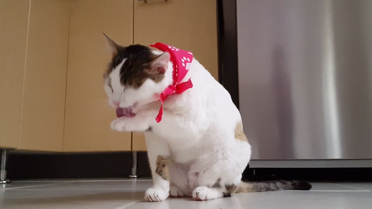 Cat video