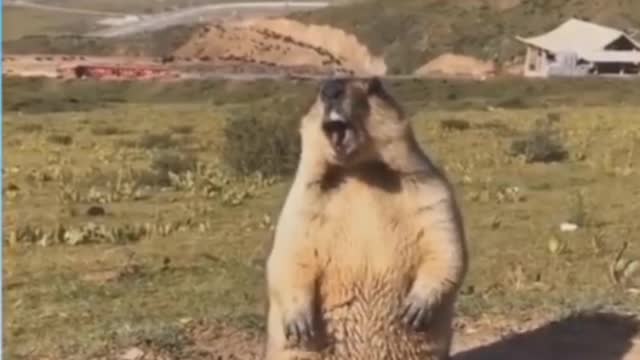 Cute Pets/Funny Animals