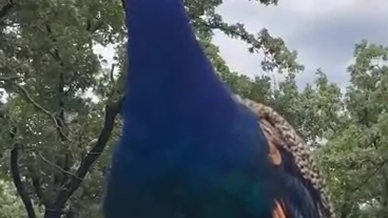 Peacock voice very beautiful