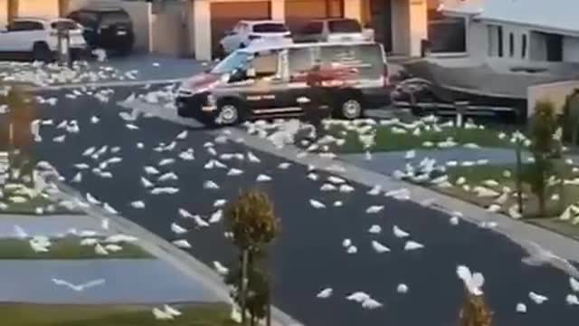 Thousands of parrots terrorized the residents of the city
