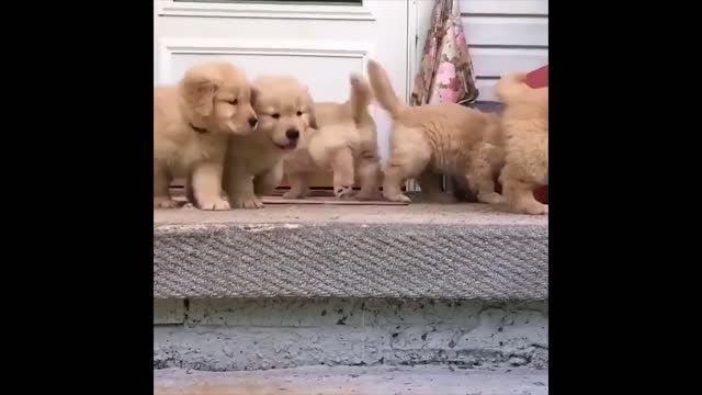 Funny Moment of Cute Baby Animals