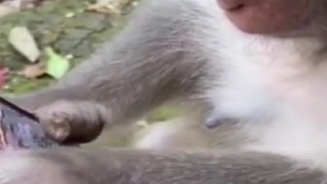 Monkey playing game in mobile #shorts #viral #shortsvideo #video