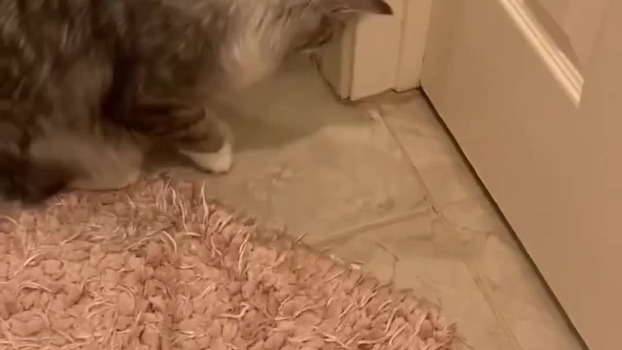 #cat
