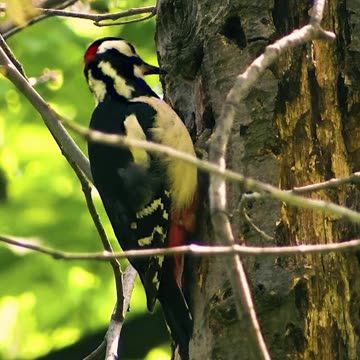 Making Home Guys Be Ready For Party