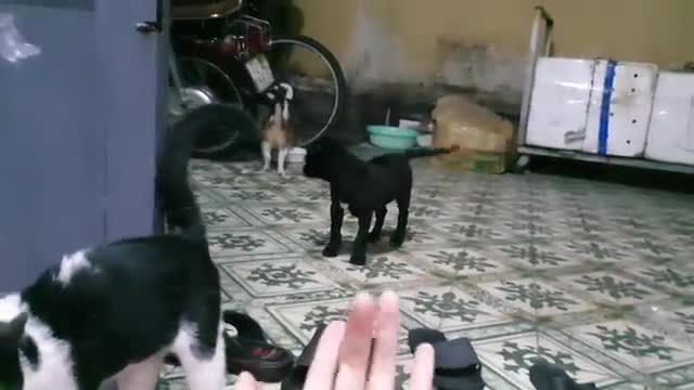 My cute Pets cat and Puppy Dog funny/Viral cat