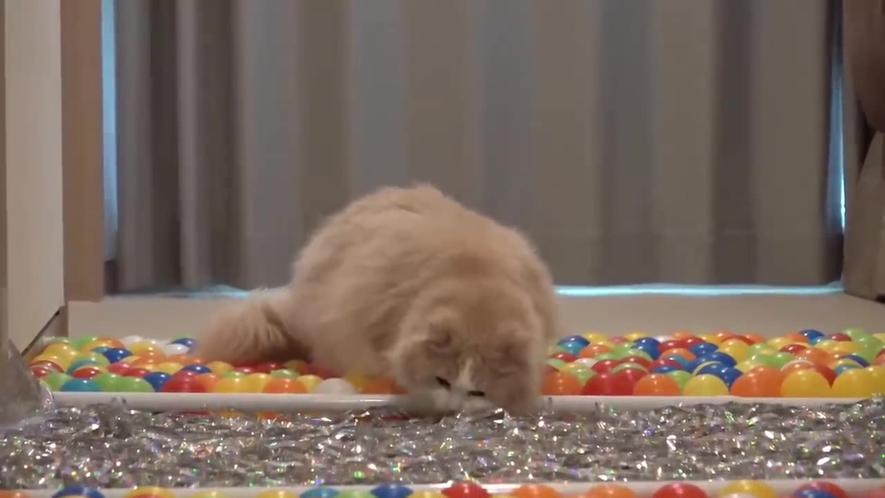 Cats 😍BallPooL OBSTACLE COURSE CHALLENGE?! ¡