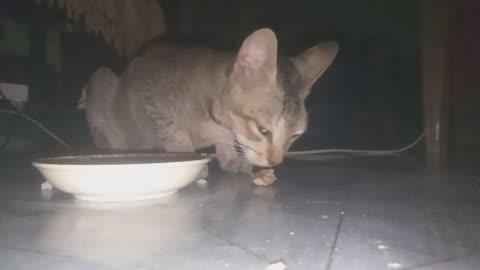 My little kitty eating fish