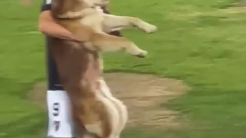 Football Dog