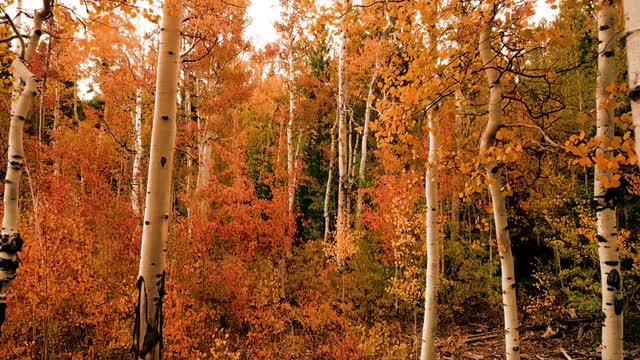 Autumn trees