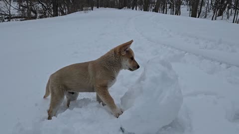 Koda and the snowball