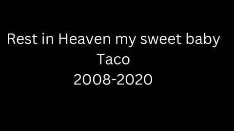 Taco Tribute RIH my sweet baby! 2008-2020