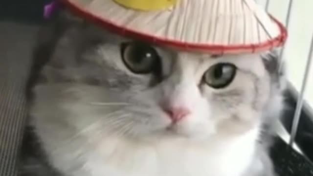 Funny cat wears hat so cute