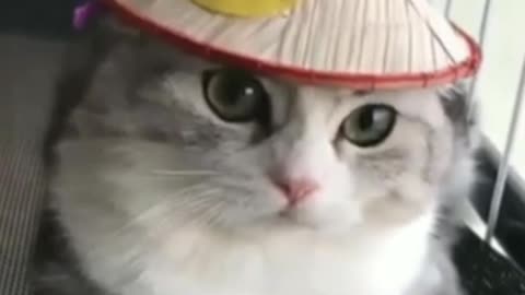 Funny cat wears hat so cute