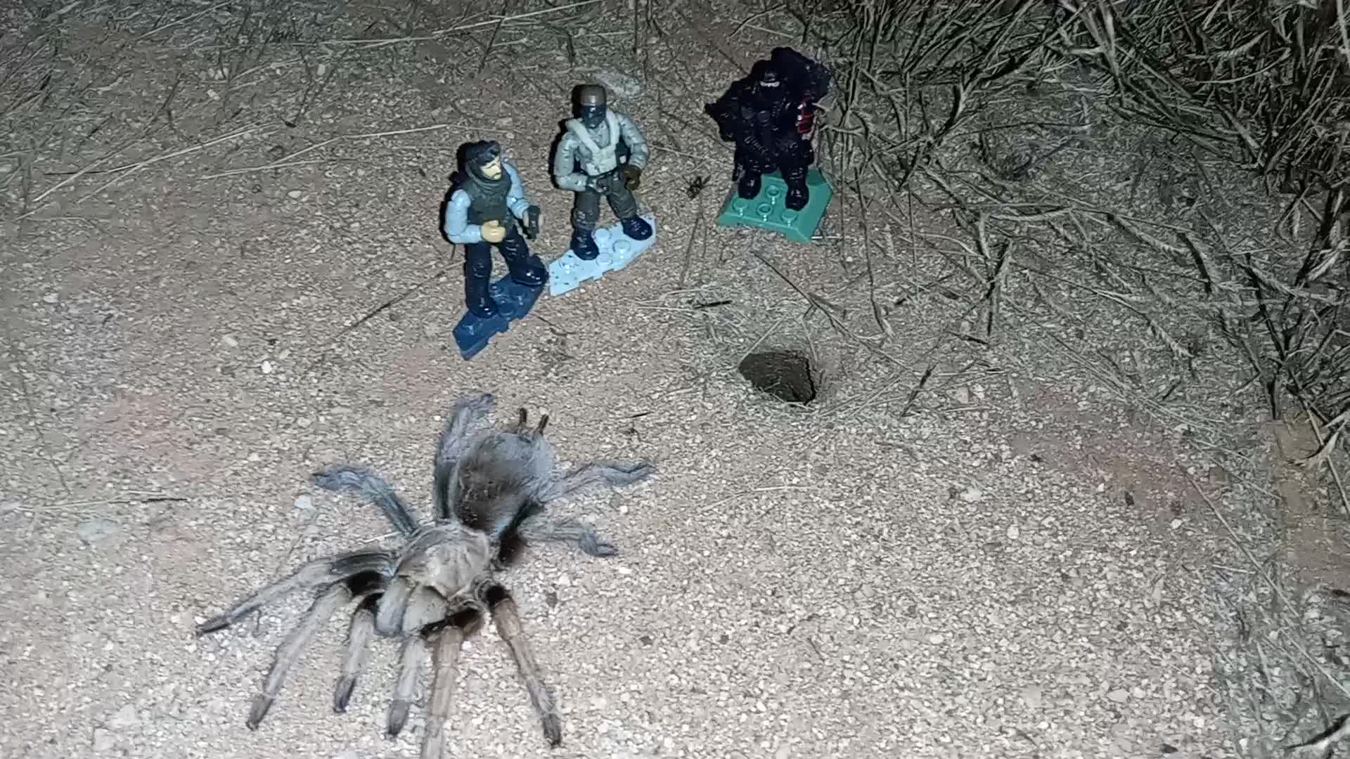 Nick Rekieta and Drex watch a Tarantula Eat Nicks Pet Fly! Starring: SPIRIT the TARANTULA! 🕷🕸😲😨â˜