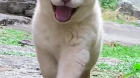 Cute Doggy