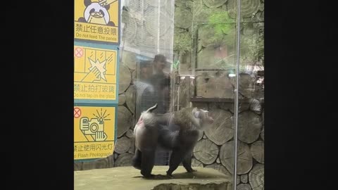 Watch the Star Pet Show Off Its Talent and Melt Your Heart!