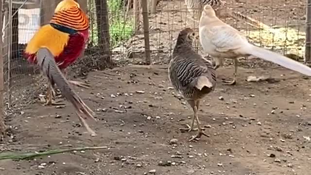 The beautiful golden pheasant