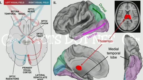 Did You Know? The Anton syndrome || RANDOM, AMAZING and INTERESTING FACTS AROUND THE WORLD