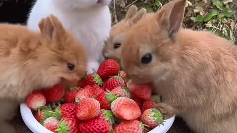 Bunch of Rabbits eating strawberries