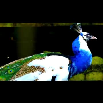 the beauty of the peacock