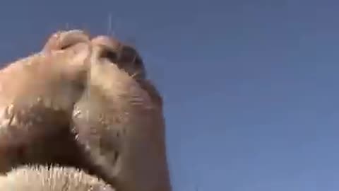 Top 10 animal facts