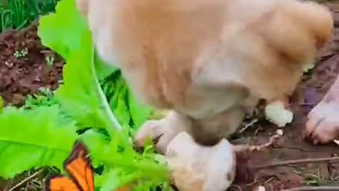 The dog had smelt a rabbit.