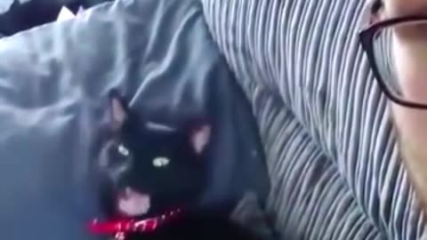 Cat Lovers, Prepare to be Amazed by Cats' Imitation Skills