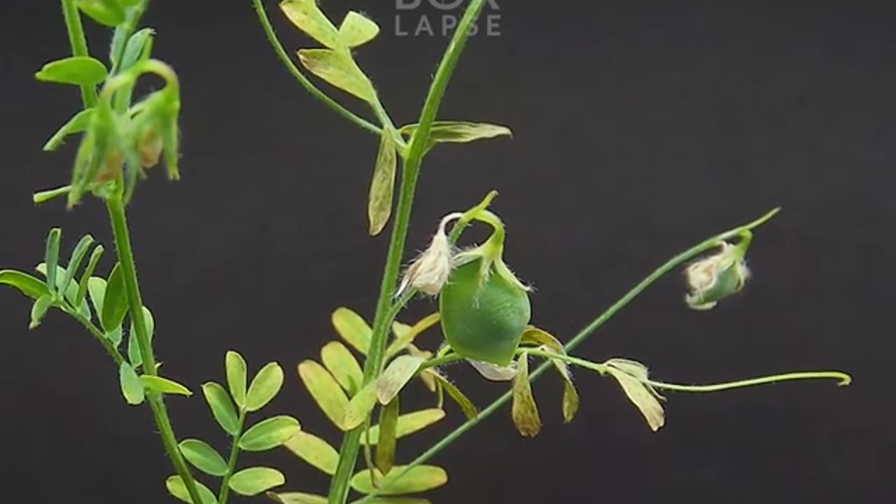 Date Palm Time - Lapse 178 Days