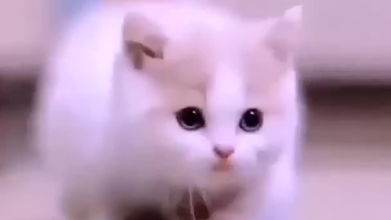 Cute Small Cat Video😘