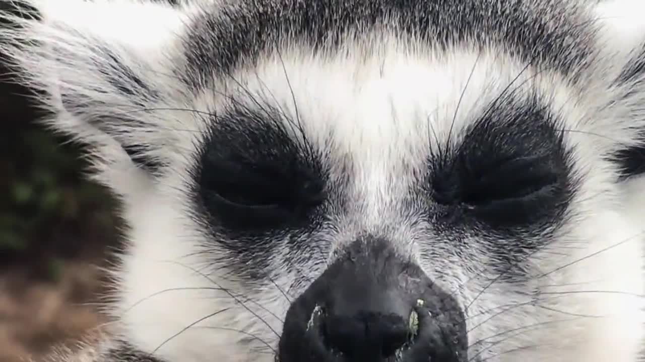 Ring-tailed lemurs