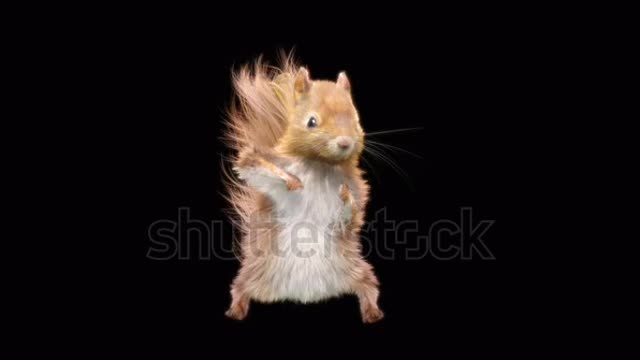 squirrel Dance CG fur 3d rendering animal